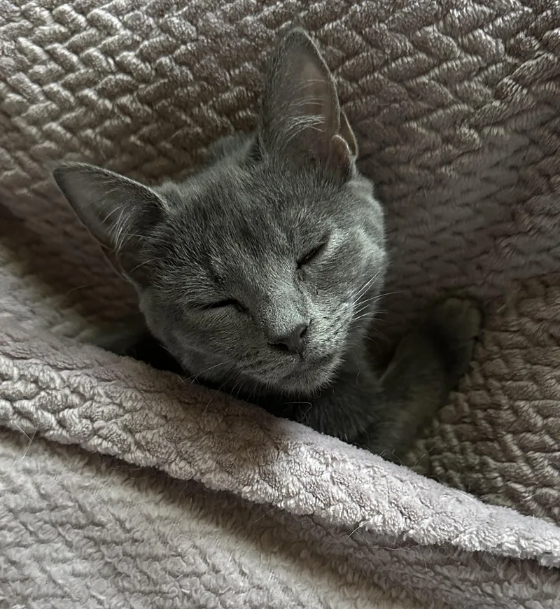 Vera Fang thumbnail 4