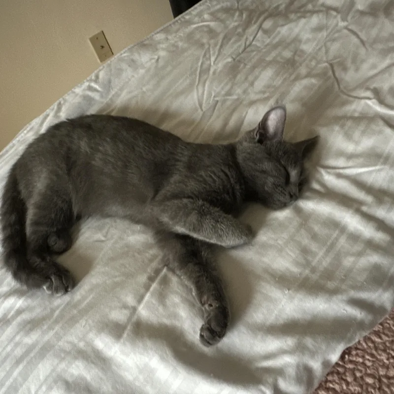 Vera Fang thumbnail 5