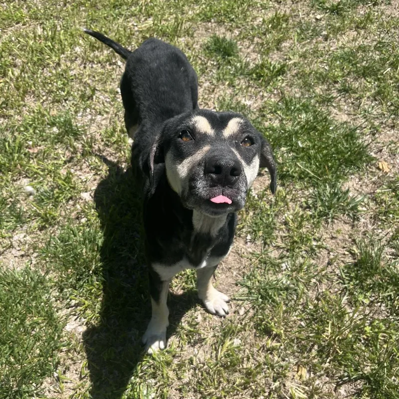 An adult medium-sized female Black Mixed Breed dog named Tina for adoption in Ottawa, KS