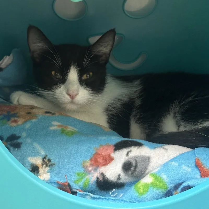 An adult medium-sized female Black Domestic Short Hair cat named Sylvia for adoption in West Palm Beach, FL