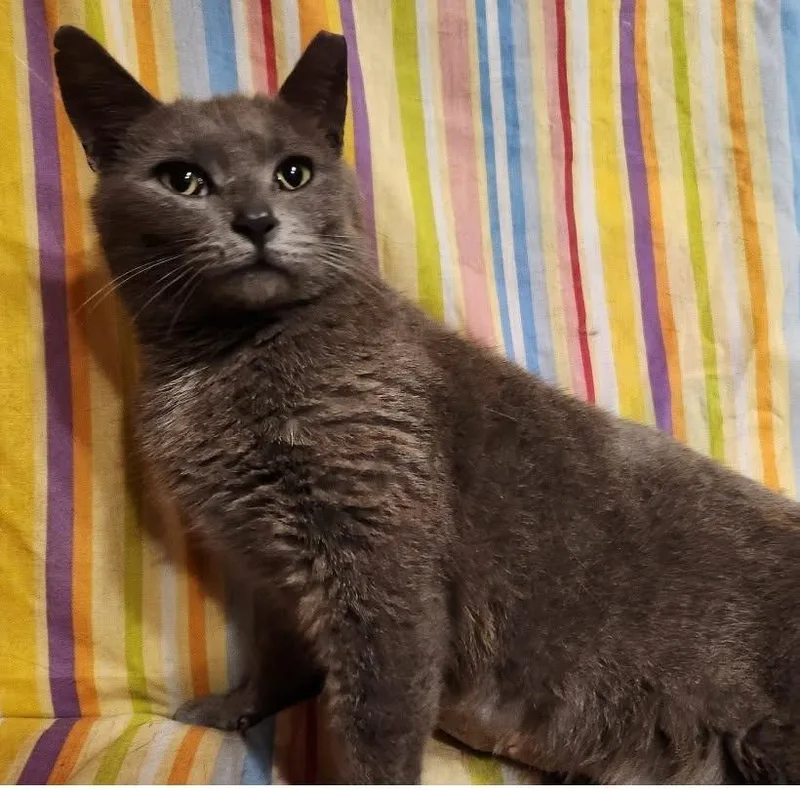 An adult medium-sized female Smoke Domestic Short Hair cat named Honor for adoption in Maple Shade, NJ