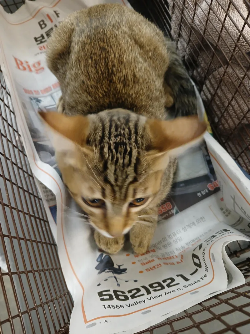A baby large-sized male Domestic Short Hair cat named Luvca for adoption in Los Angeles, CA