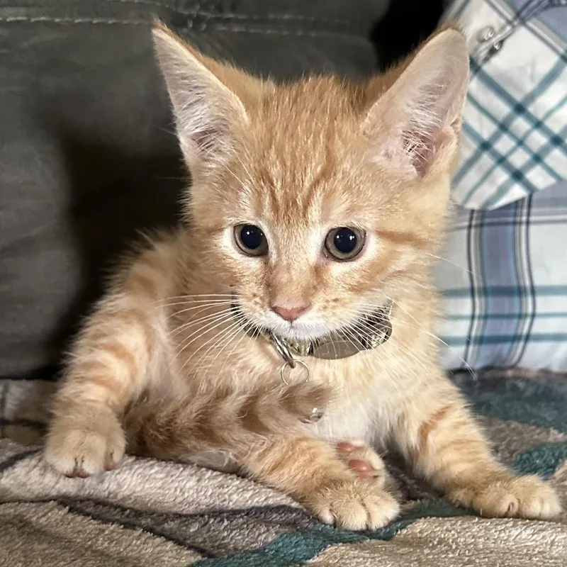 A baby small-sized male Orange / Red Domestic Medium Hair cat named Ron for adoption in Lancaster, OH