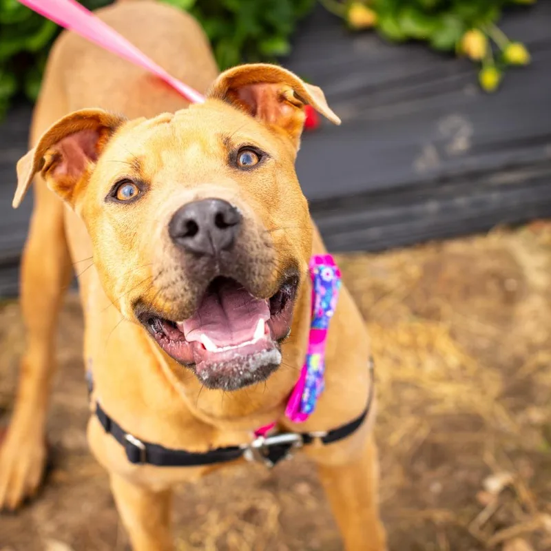 Strawberry Jelly thumbnail 2