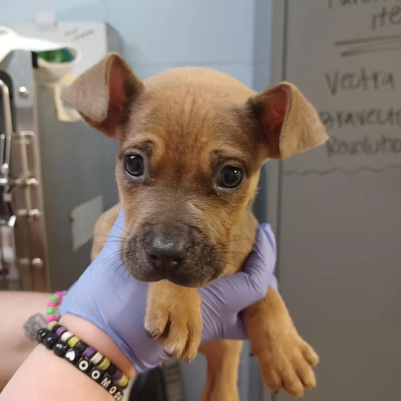 Strawberry Jelly thumbnail 4