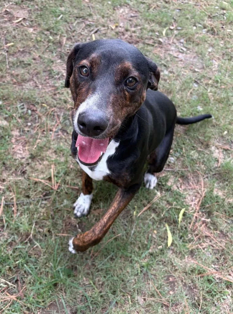 A young medium-sized female Hound dog named Clara for adoption in Little Rock, AR