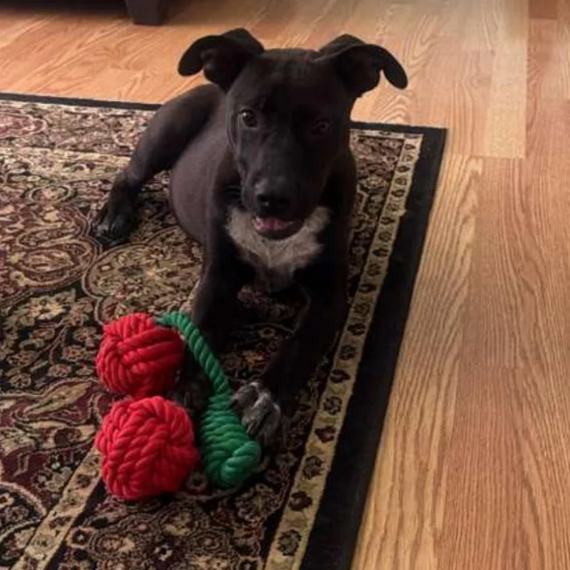 A young medium-sized female Black Labrador Retriever dog named Bella for adoption in Cordova, TN