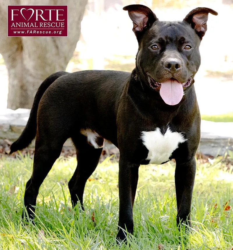 A young medium-sized male Black American Staffordshire Terrier dog named Milo for adoption in Marina Del Rey, CA