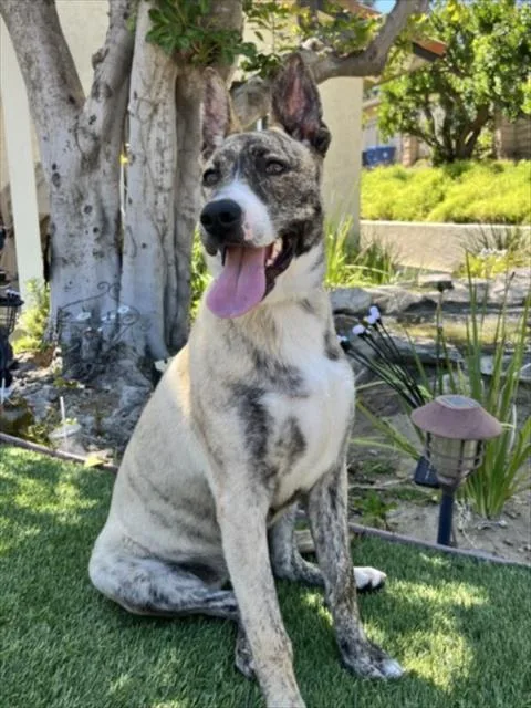 A young medium-sized female Catahoula Leopard Dog dog named Nyla for adoption in Chatsworth, CA