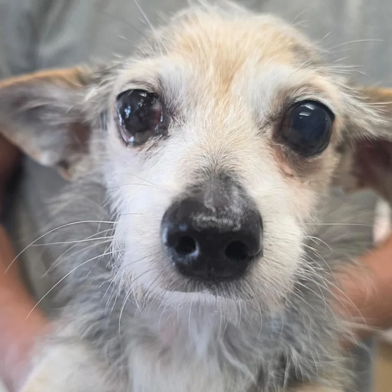 A senior small-sized male Black Chihuahua dog named Gordo for adoption in Kingman, KS