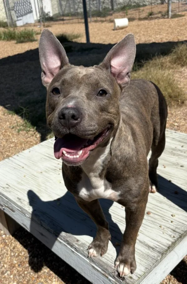 An adult medium-sized female Pit Bull Terrier dog named Doddie for adoption in Virginia Beach, VA