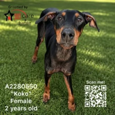 A young medium-sized female Doberman Pinscher dog named Koko for adoption in Chatsworth, CA
