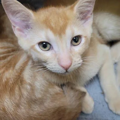 A baby small-sized female Domestic Short Hair cat named LadyBug for adoption in Memphis, TN