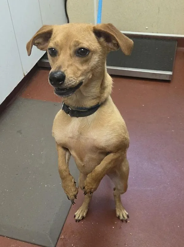An adult medium-sized male Beagle dog named Brownie for adoption in Salisbury, MD