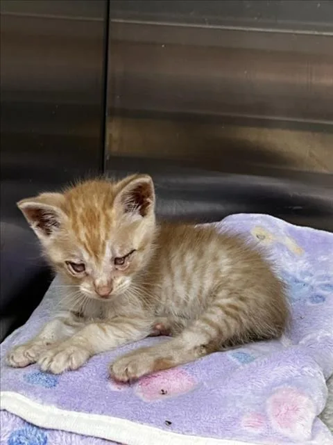 A baby small-sized male Domestic Short Hair cat named Donald for adoption in Tracy, CA