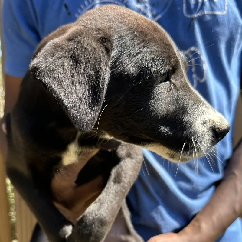 Bolt  Local April thumbnail 3