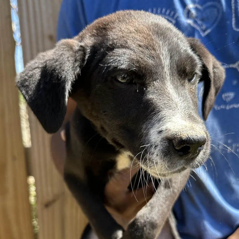 Bolt  Local April thumbnail 4