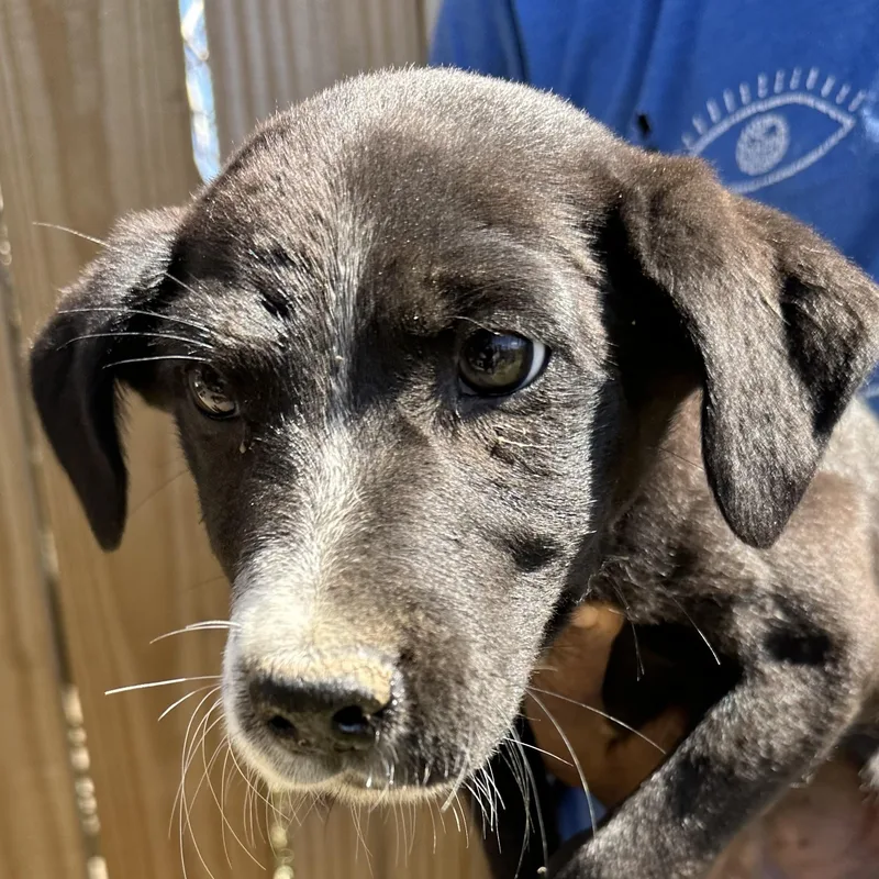 Bolt  Local April thumbnail 5