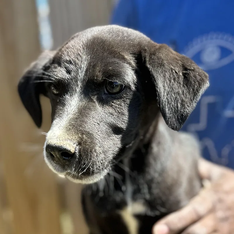 Bolt  Local April thumbnail 6