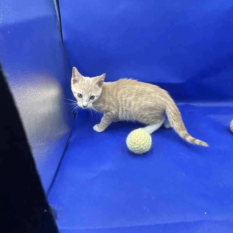 A baby small-sized male Orange / Red Domestic Short Hair cat named Sunkiss for adoption in Gonzales, LA