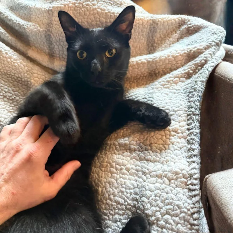 An adult medium-sized male Black Domestic Short Hair cat named Valentino for adoption in Brooklyn, NY