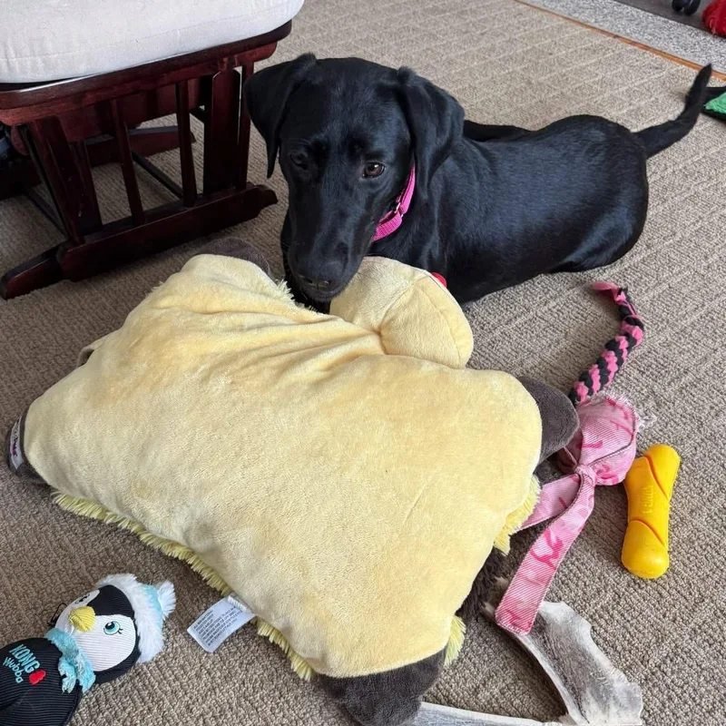 A young medium-sized female Black Labrador Retriever dog named Abby for adoption in Elkton, MD