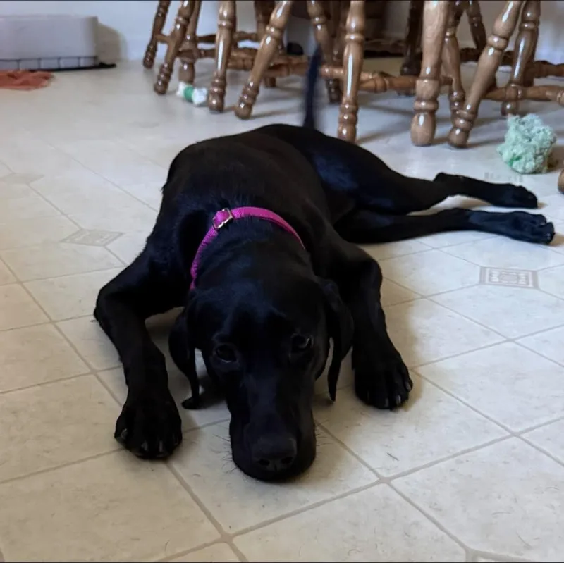 Abby thumbnail 3
