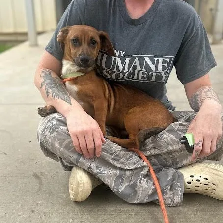 A young small-sized male Dachshund dog named Jack for adoption in Danbury, CT
