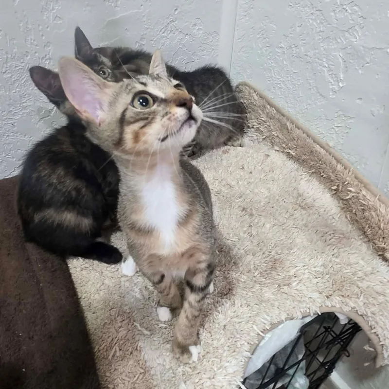 A baby medium-sized female Tabby (Gray / Blue / Silver) Domestic Short Hair cat named Delilah for adoption in Houston, TX