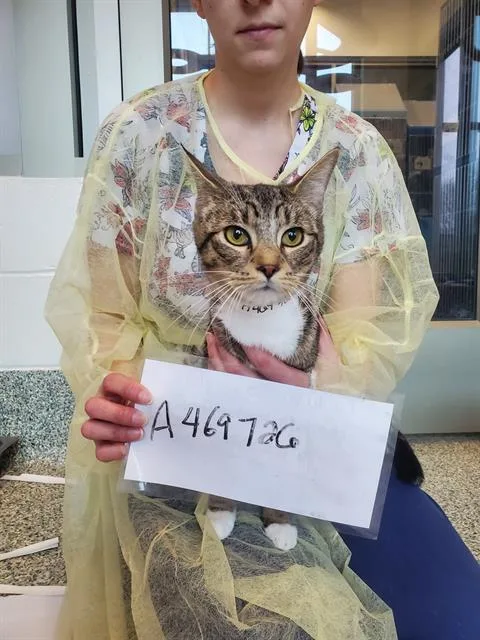 A young small-sized female Domestic Short Hair cat named Nina Marina for adoption in Boston, MA