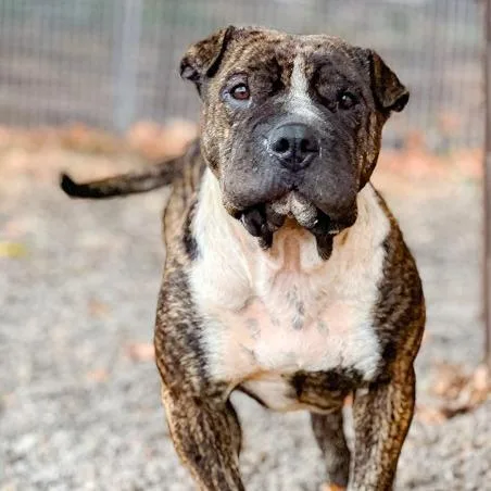 A young medium-sized male Shar-Pei dog named Sir Wrinklesworth for adoption in Salem, OR