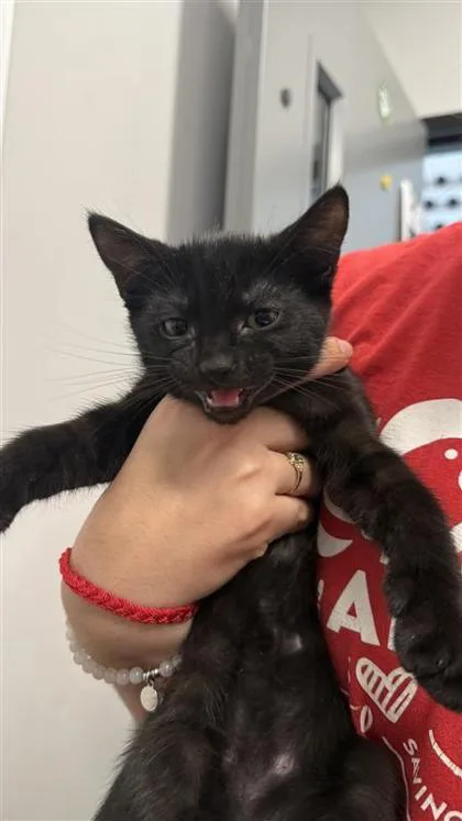A baby small-sized male Domestic Short Hair cat named Dominic for adoption in West Chester, PA