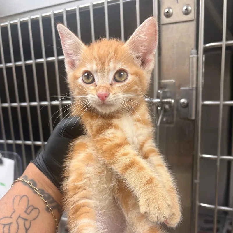 A baby small-sized male Orange / Red Domestic Short Hair cat named Beaver for adoption in Winston-Salem, NC