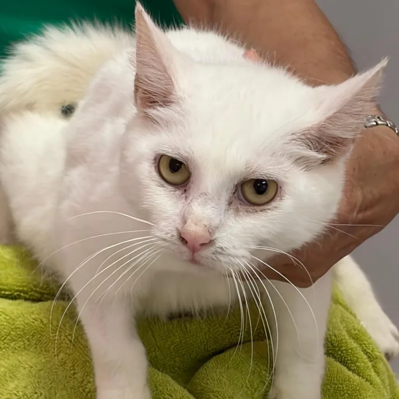 An adult medium-sized female White Domestic Short Hair cat named Mitski for adoption in Dayton, OH