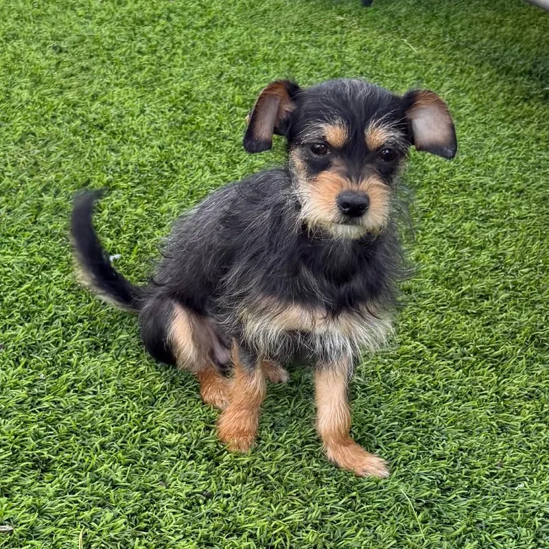 A young small-sized female Black Terrier dog named Shakira for adoption in Las Vegas, NV