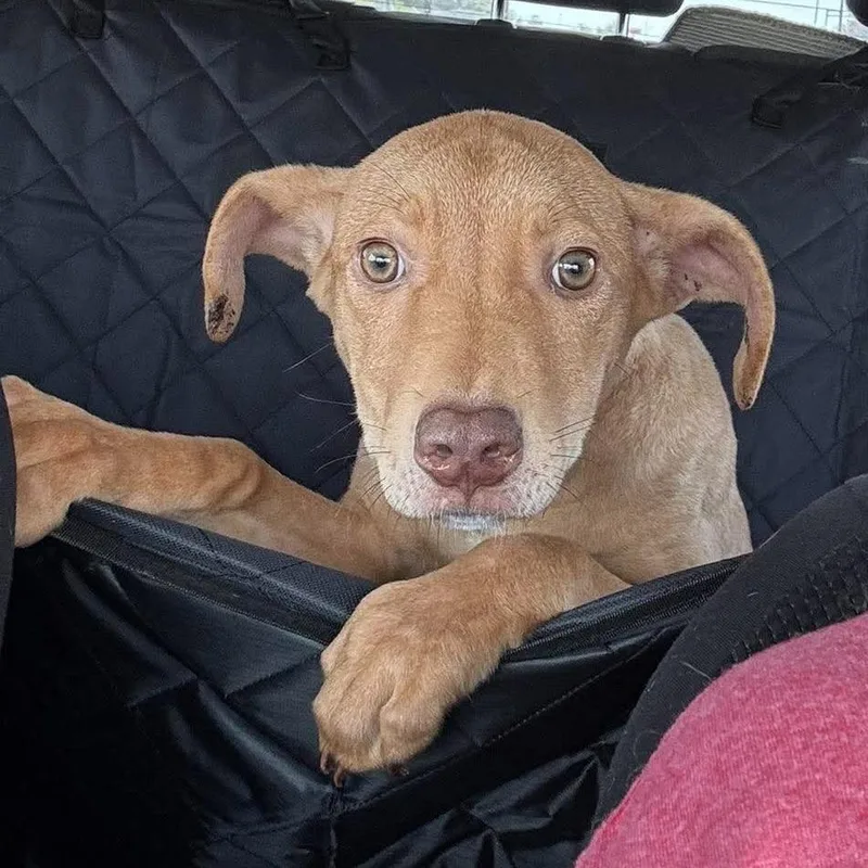 A baby small-sized female Labrador Retriever dog named Saoirse for adoption in Wichita, KS