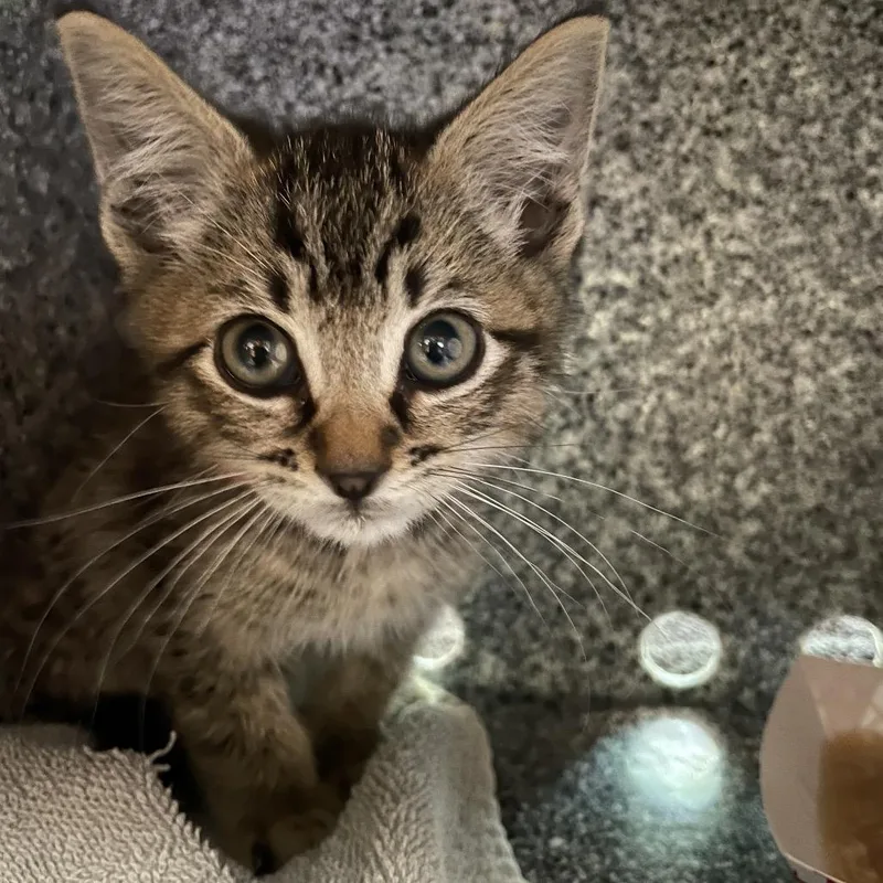 A baby small-sized male Brown / Chocolate Domestic Short Hair cat named Glory for adoption in Pasadena, CA