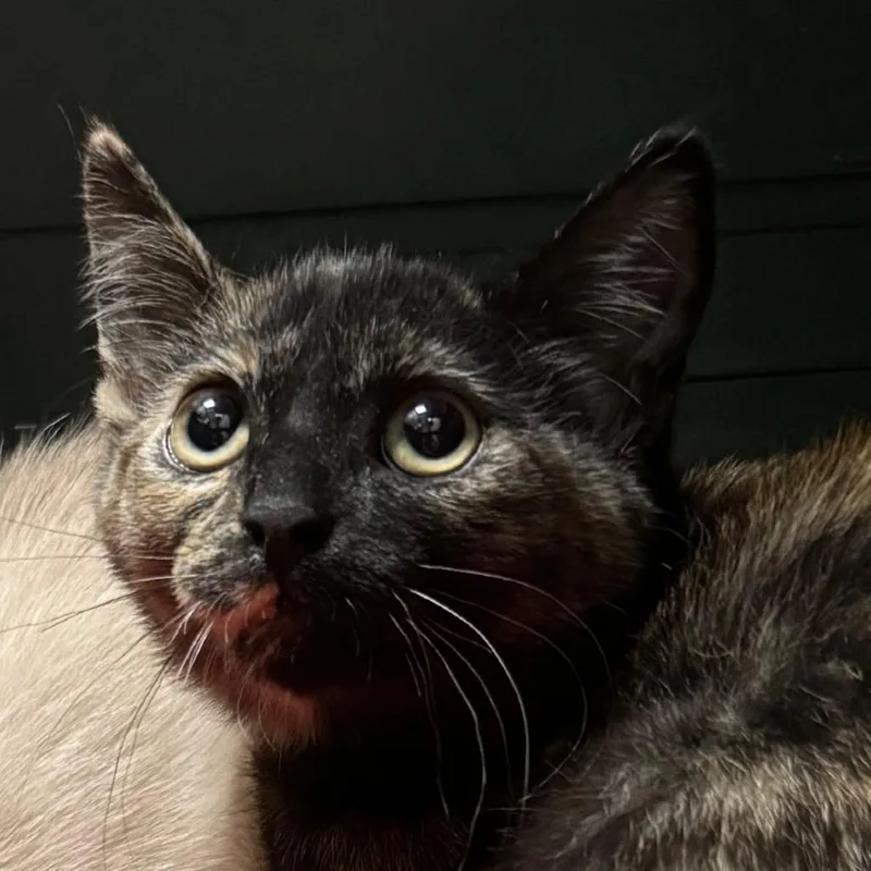 A baby small-sized female Domestic Short Hair cat named Flora for adoption in Lakewood, CO