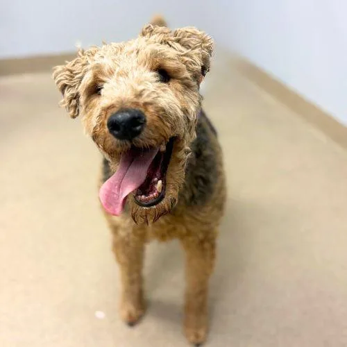 An adult medium-sized male Welsh Terrier dog named Harry for adoption in Aurora, CO