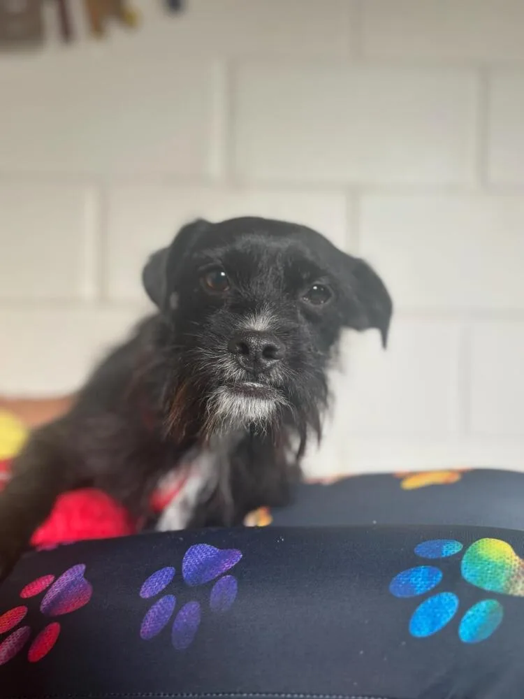 An adult medium-sized male Tricolor (Brown, Black, & White) Terrier dog named Chimpas for adoption in San Leon, TX
