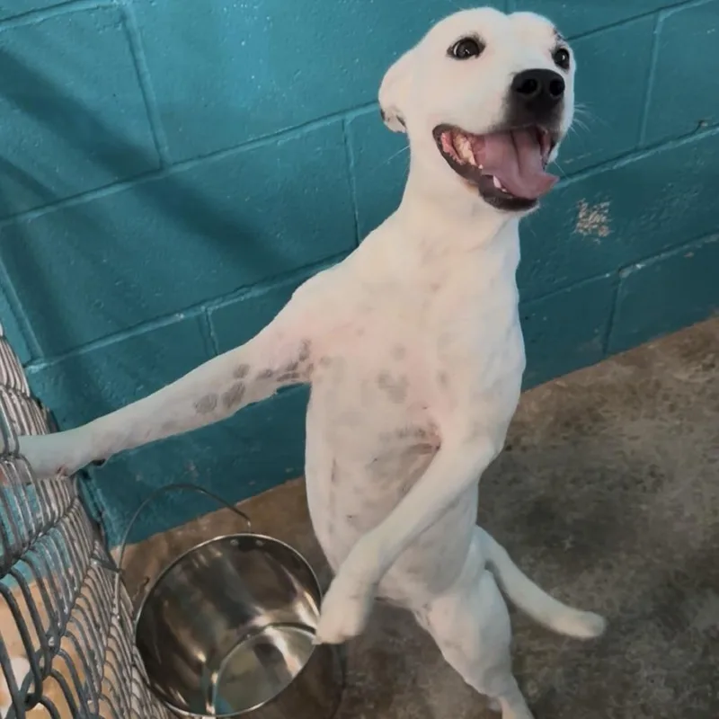 A young medium-sized female White / Cream Labrador Retriever dog named Blink for adoption in Austin, TX