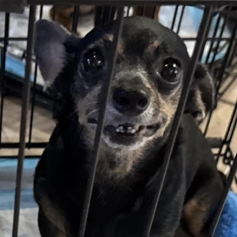 An adult small-sized female Black Chihuahua dog named Sidney for adoption in North Port, FL