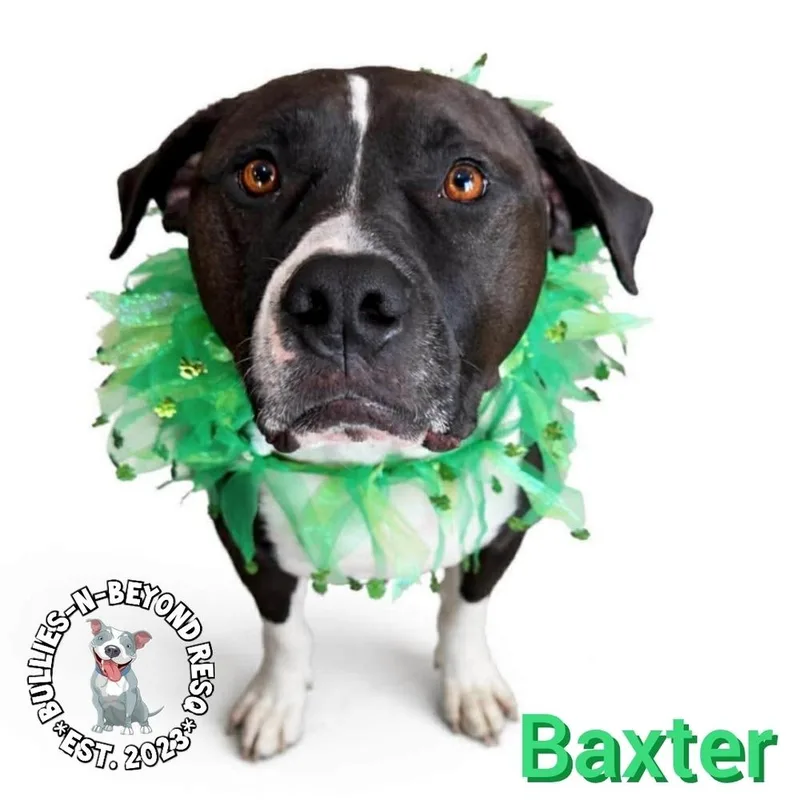Baxter thumbnail 2