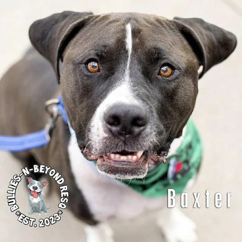 Baxter thumbnail 3