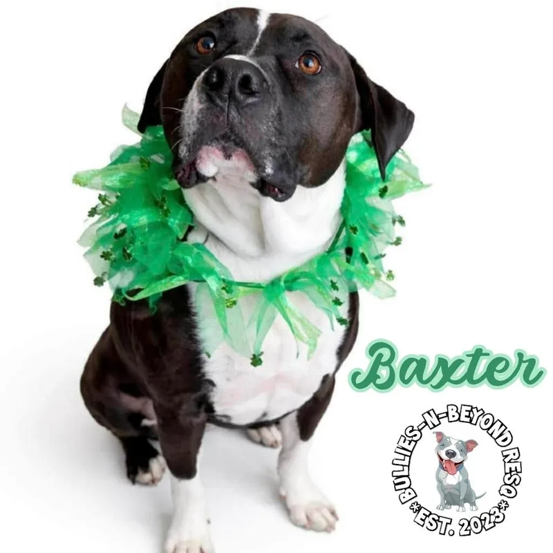 Baxter thumbnail 4