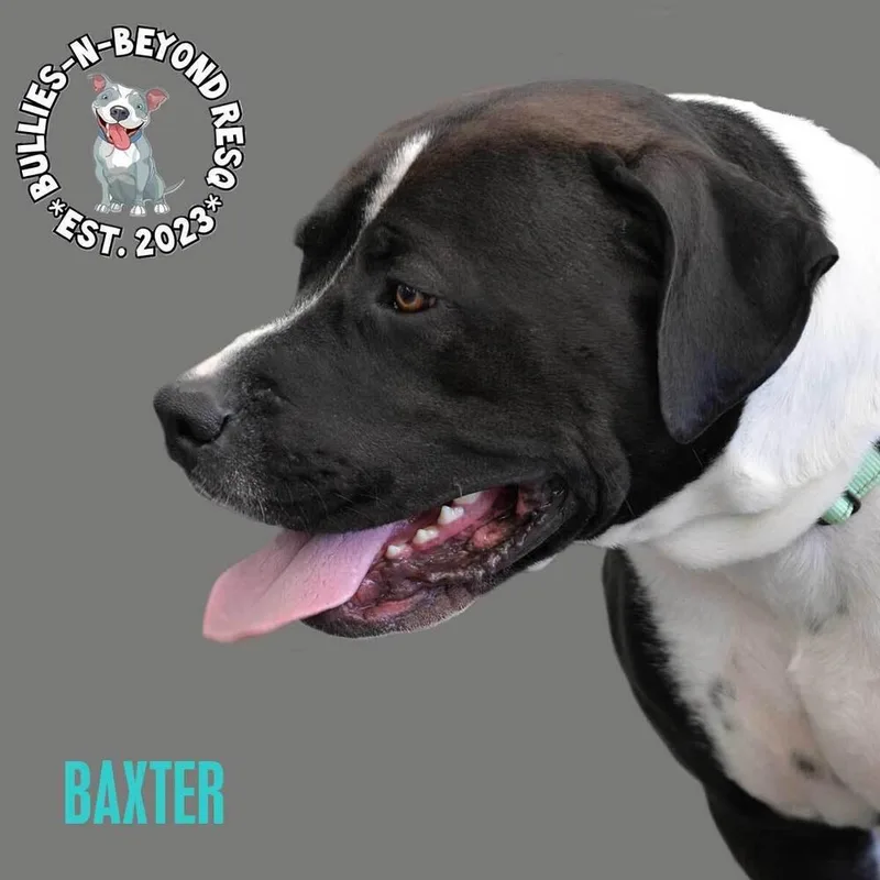 Baxter thumbnail 5