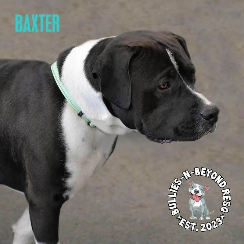 Baxter thumbnail 6