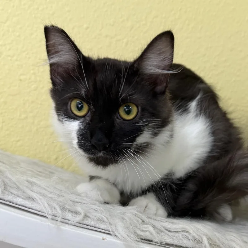 A baby small-sized male Smoke Domestic Long Hair cat named Lord Reginald for adoption in Las Vegas, NV