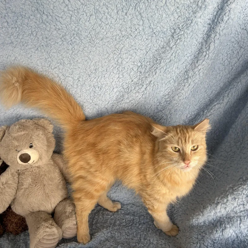 A young medium-sized female Domestic Long Hair cat named Marie for adoption in Metairie, LA