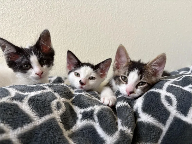 A baby medium-sized female White Domestic Short Hair cat named Gorgonzola for adoption in San Francisco, CA
